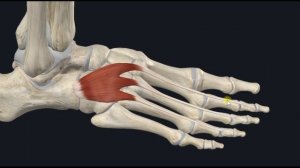 Короткий разгибатель пальцев (m. extensor digitorum brevis) 3D Анатомия