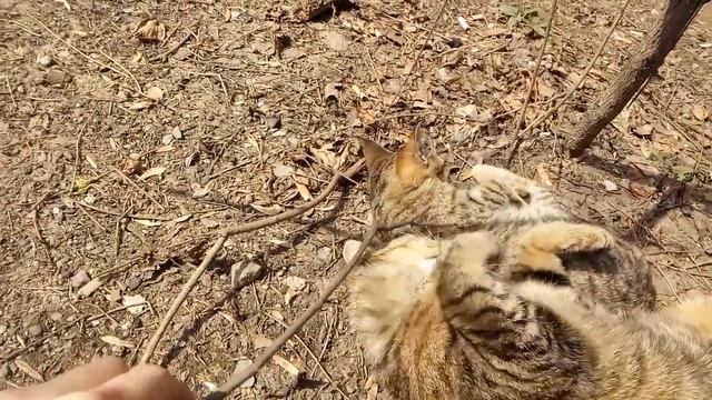 Спящие котики смотреть онлайн