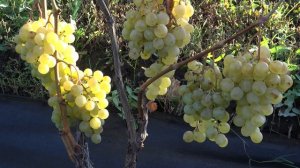 Виноград Дружба