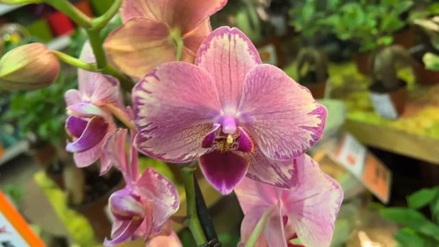 Огромное поступление орхидей в Оби . Амстердам, Пират Пикоти, Драгоценная орхидея Лудизия, Мауди .. смотреть онлайн