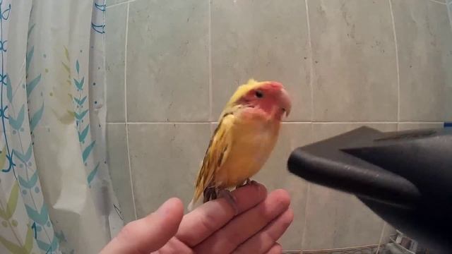 Сушим попугая феном. Неразлучник. Rosy-faced Lovebird