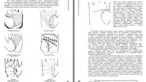 6. Хиромантия: диагностика личности по руке. Хюрлиманн Г.И.
