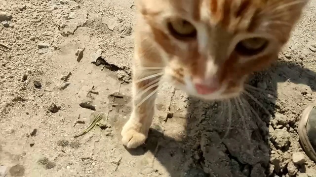 Строим Дачу на удачу #2 - Как меня кинули. смотреть онлайн