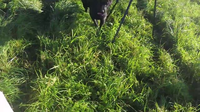 Курчавошерстный ретривер | золотистый ретривер | лабрадор ретривер | кане корсо = БАНДА смотреть онлайн