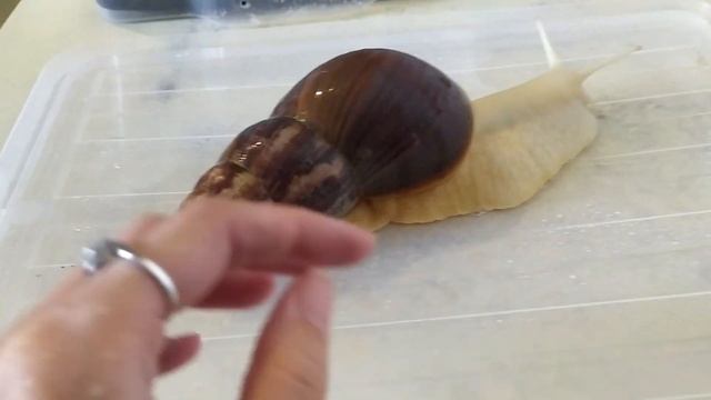 КАЯ - КРАСОТА И ГРАЦИЯ. УЛИТКА АХАТИНА. смотреть онлайн