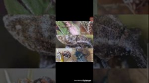 Долгоносики и как с ними бороться