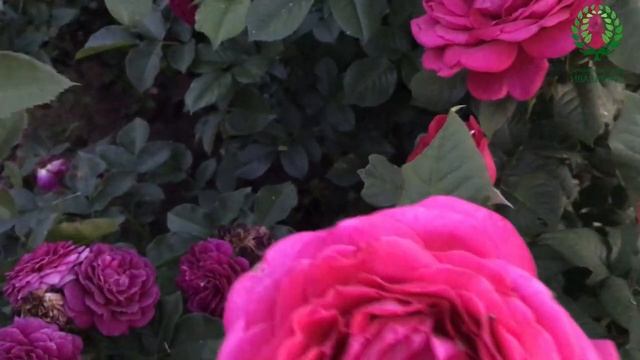 Эффектные светлые розы и их сочетаемость с другими красотками смотреть онлайн