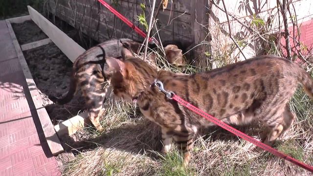 Питомник www.bengalovod представляет ролик "Бенгальские кошки на даче" смотреть онлайн
