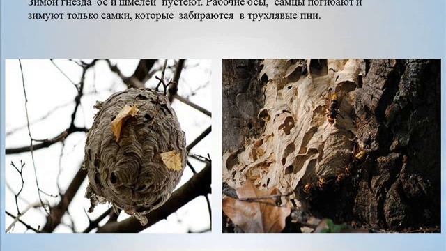 Зимний сон насекомых
