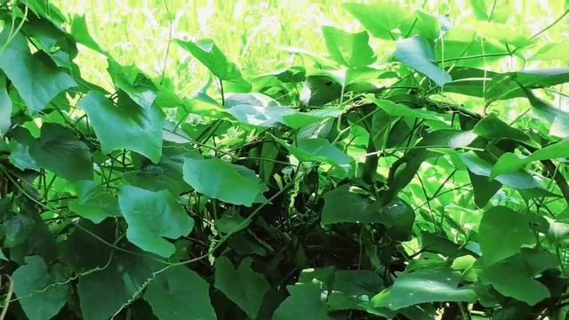 তেলাকুচার ভেষজ গুনাবলী। রোগ সারাতে তেলাকুচার ব্যাবহার । Health benefits of Coccinia grandis Tree.Le смотреть онлайн
