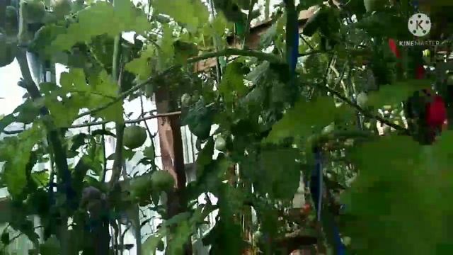 Обзор томатов с антоцианом. Сибирская пантера, Сибирский тигр розовый, Сержант Пеппер. смотреть онлайн