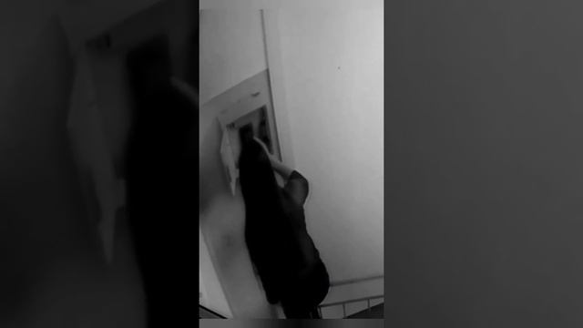 Сюрприз в психбольнице