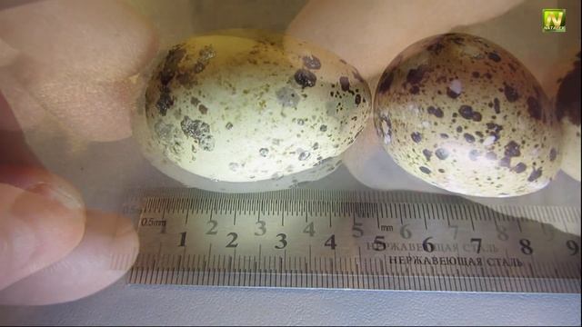 [Natalex] Какие яйца несут перепела на балконе... смотреть онлайн