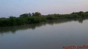 Рыбалка на реке Кубань Ловля сома с берега