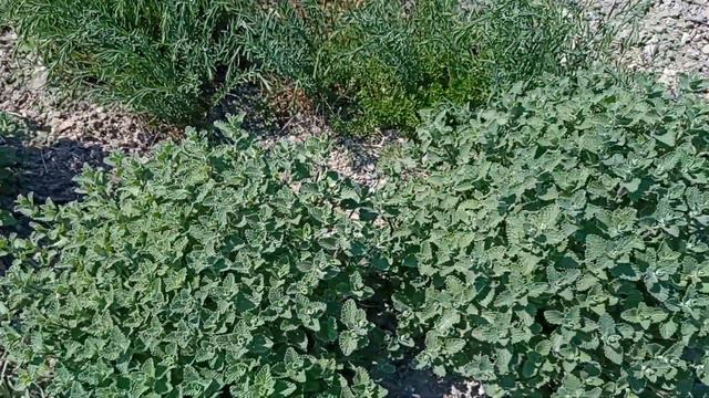 Ця багаторічна квітка краща за лаванду.КОТОВНИК ( Котяча м'ята) смотреть онлайн