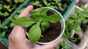 Корневая у петунии будет?. Легко и просто?