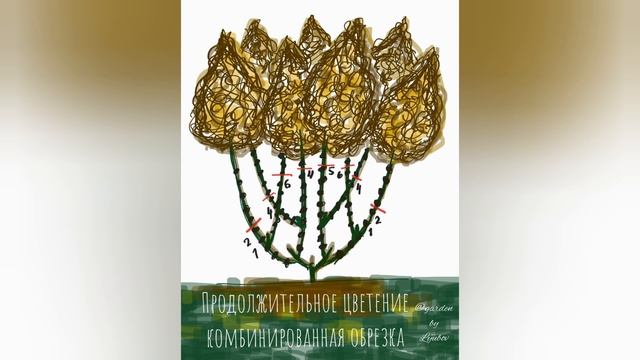 Формирование гортензии метельчатой! Всё об обрезке!