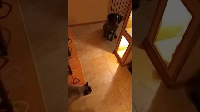 Дратхаар Ника выдержка перед ужином смотреть онлайн