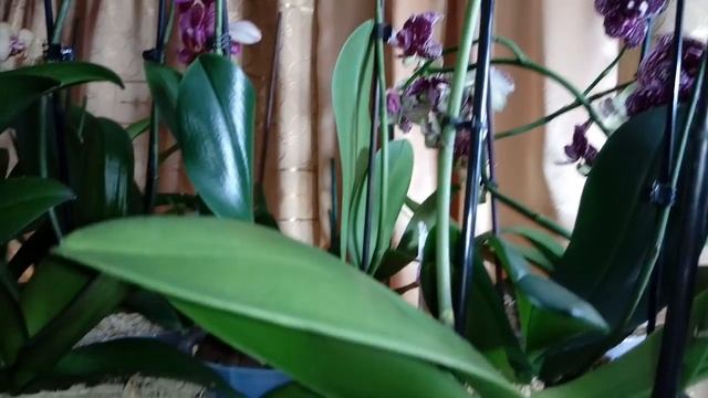 ОБЗОР Детки ОРХИДЕИ | Phal. Anthura Narbonne расцвела смотреть онлайн