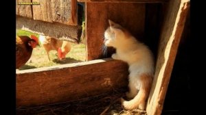 Утро в деревне  Звуки природы в деревне
