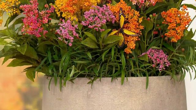 Roberta's 6-piece Native Asclepia Butterfly Bouquet Plants on QVC смотреть онлайн