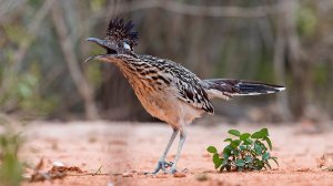 КАЛИФОРНИЙСКАЯ КУКУШКА – птица с примечательной внешностью! Забавная кукушка среди своего семейства.