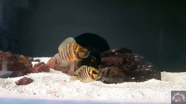 Gold Head Muzi, Cichlid alpha male showing his dominance смотреть онлайн