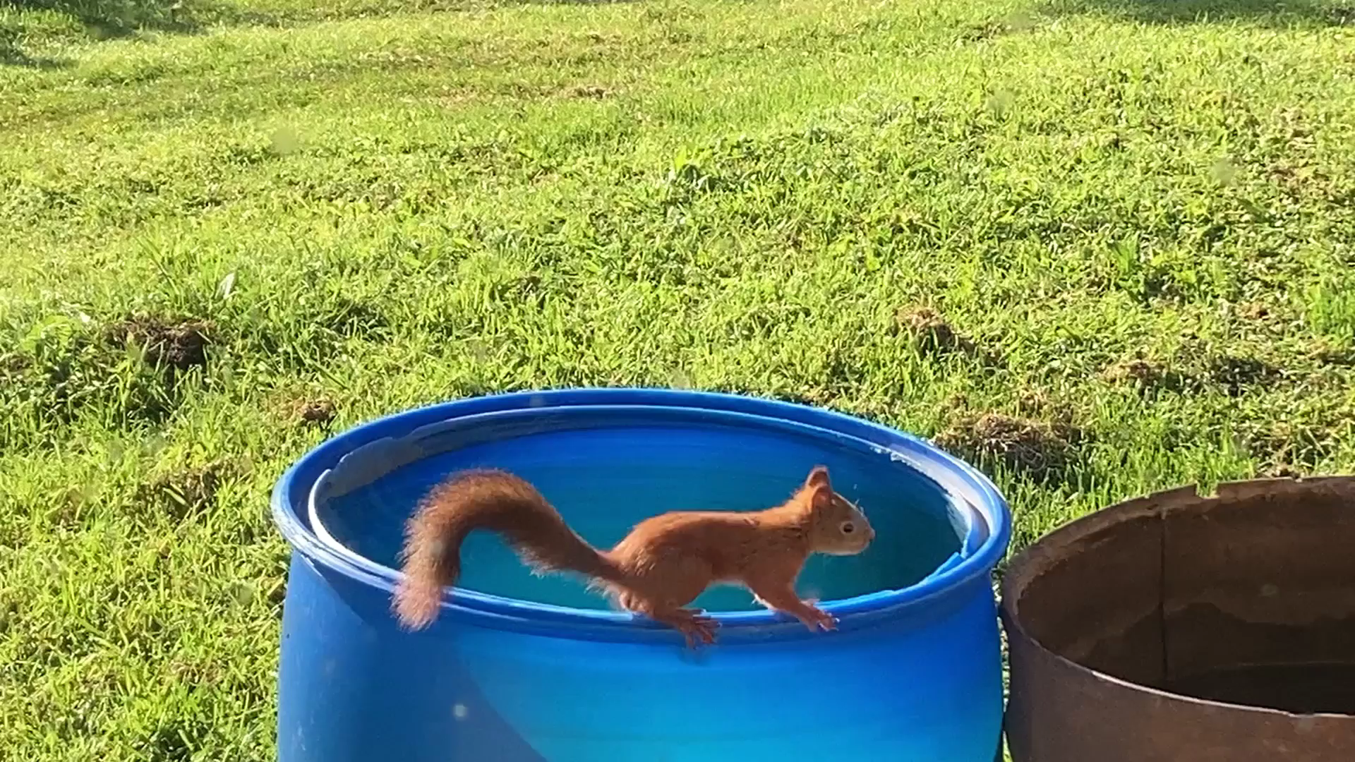 Белка смотреть онлайн