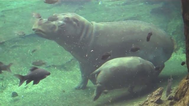 CUTE - Mama Hippo and Baby Hippo Swimming Together смотреть онлайн