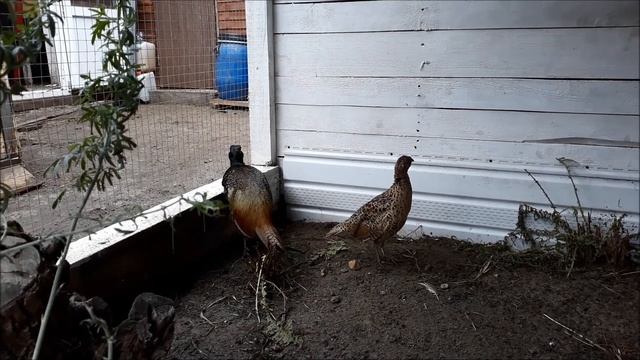 Птицеводство.Пополнение,купили фазана.Как ведут себя фазаны охотничий и румынский. смотреть онлайн