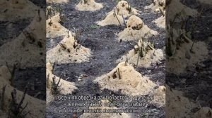 Роза Мартин Фробишер