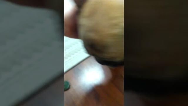 Черепаха несъедобна смотреть онлайн