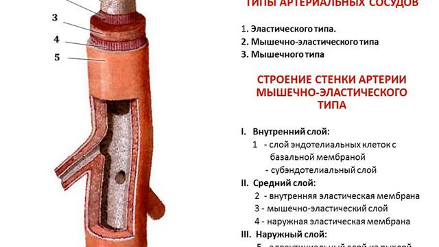 Практикум 2 Часть 1 Артерии Аорта смотреть онлайн