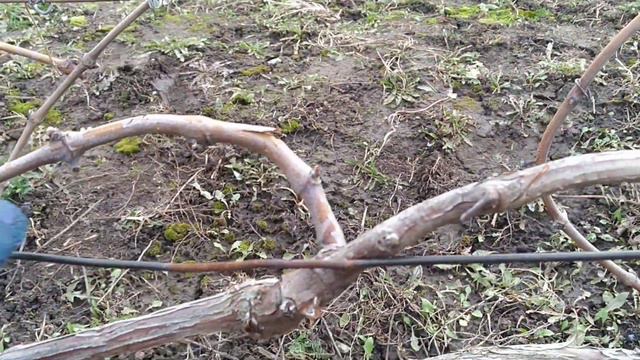 Виноградник. Начало сезона. Поднимаем. подвязываем. смотреть онлайн