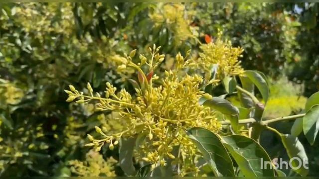 Райский сад. Цветущий апельсиновый сад. смотреть онлайн