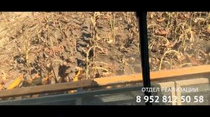 Безрядковая жатка для уборки подсолнечника Санмастер в работе