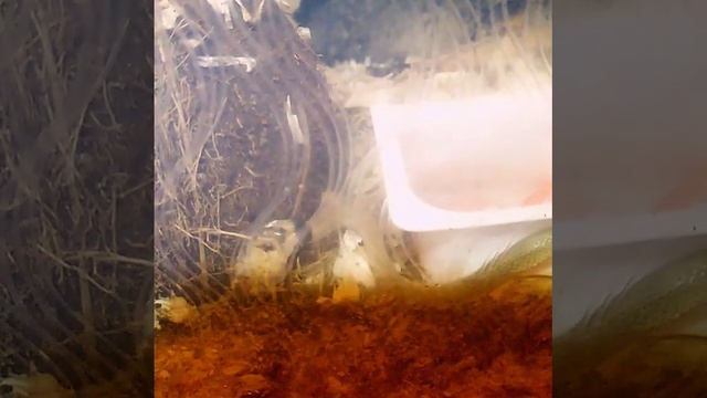 Ошейниковый ейренис (eirenis collaris) есть дубию смотреть онлайн