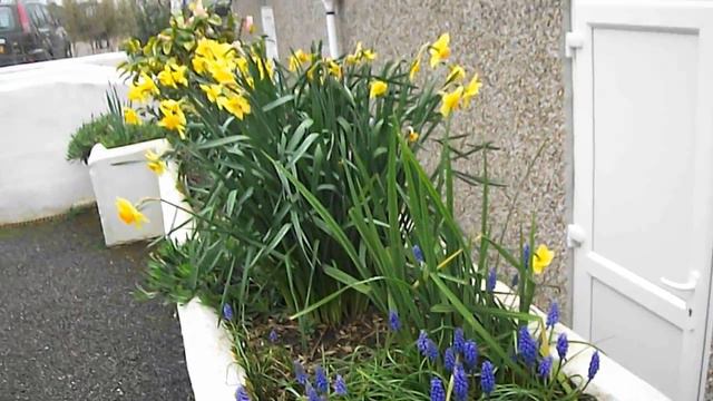 Muscari ( Muscari armeniacum ?) Grape Hyacinth Nr Scorrier 03 April 2014 смотреть онлайн