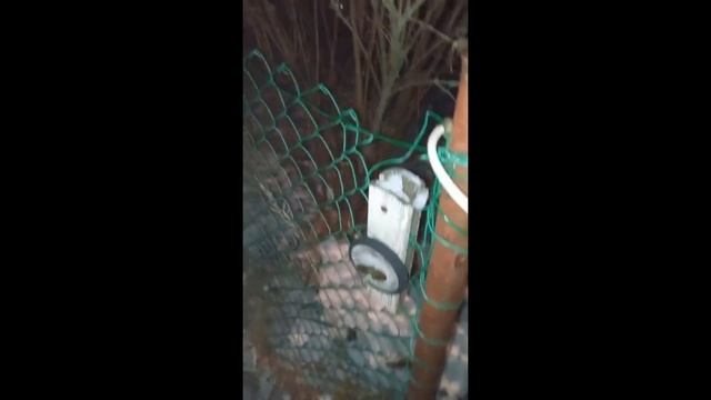 Кормлю брошенных дачниками кошек в пустом СНТ смотреть онлайн