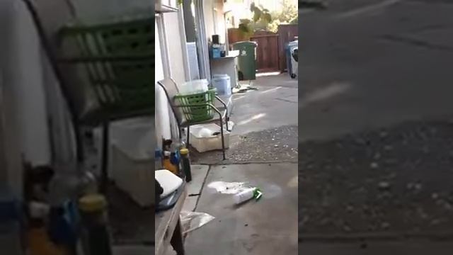 The freaking monster token!!!! смотреть онлайн