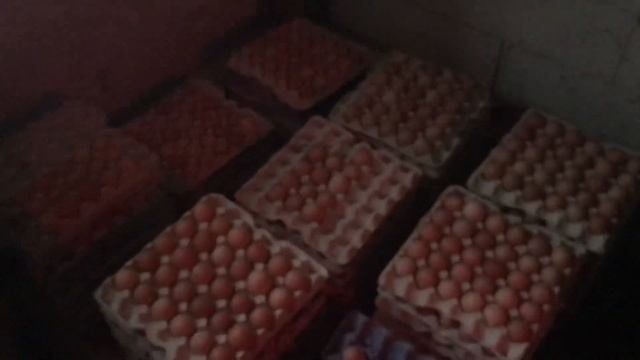 Куры (Доминант) [Яйценоскость 23 неделя] смотреть онлайн