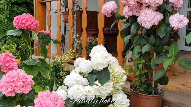Family Hobby  канал о жизни и создании ПРЕКРАСНОГО САДА .