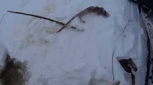 КАК ЛОВЯТ НАЛИМА НА СЕВЕРЕ. Супер способ.