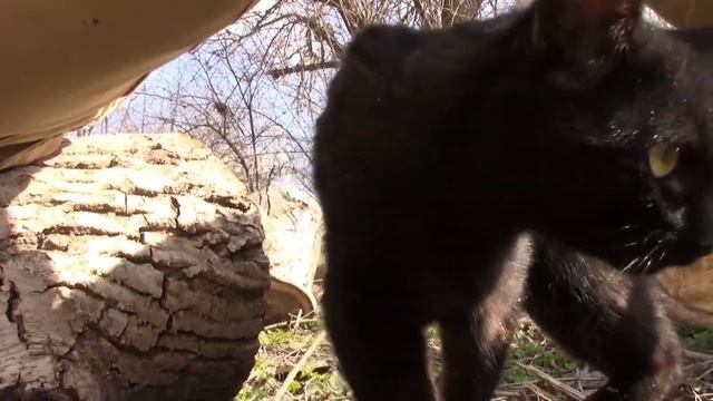 02_03_2020_САМЫЙ ЛУЧШИЙ КОТ, ПРИХОДИЛ КО МНЕ.mp4 смотреть онлайн