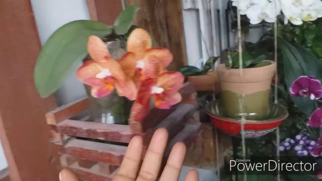 Como está a floração das minhas orquídeas, atualização. смотреть онлайн