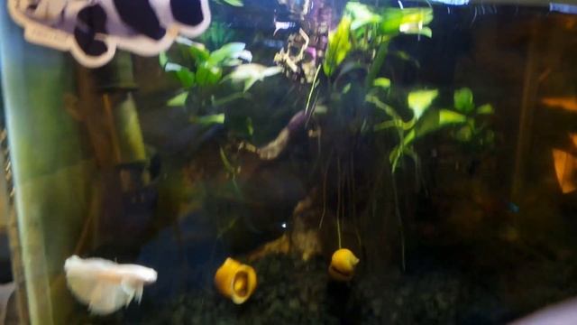 NEW Betta TANKMATES смотреть онлайн