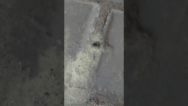 Маленькое насекомое по среди дорожки...Интересно,что оно там делает...И так целый день смотреть онлайн