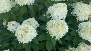 Хроника. Гортензии в моём саду, сезон 2023г.