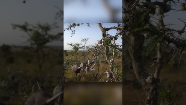 Муравьи нападут на любого, кто тронет дерево. Как оно это провернуло смотреть онлайн