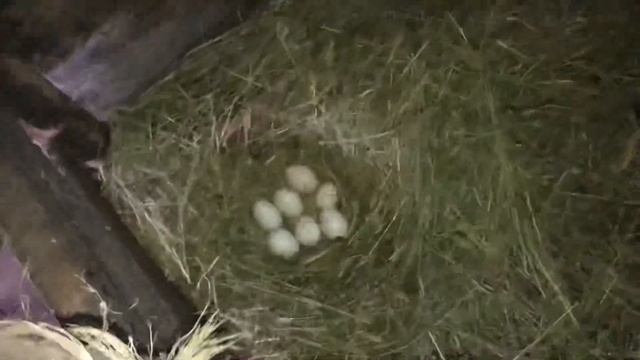 Деревенские будни / Сад расширяется / Мускусные утки и Гуси несутся / Кролики не хотят размножаться смотреть онлайн